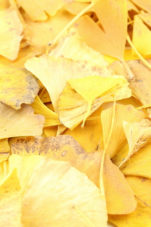yellow ginkgo biloba leaves in the autumn background texture, selective focusの写真素材