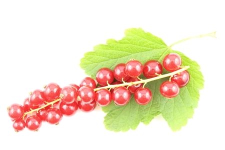 composition of fresh red currant fruits isolated on a white backgroundの写真素材