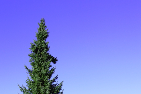 blue spruce (Picea pungens) against the blue sky with copy space, can be used as a backgroundの写真素材