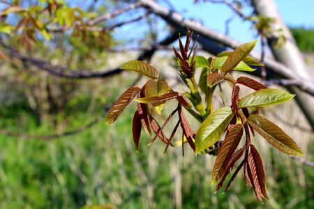 walnut, walnut tree, juglans regia, juglans, regia,

persian walnut, english walnut, common walnut, common, persian, english, nut, tree, sprout, sprouting, spring, leaf, leaves, medical plant, medicinal plant, medical, medicinal, plant, herbalism, herbal medicine, herbal, herb, herbs, medicine, drug, drugs, alternative medicine, alternative, pharmaceutical, drugstore, chemist, pharmacy, shop, dispensary, apothecary,

healthy lifestyle, health, healthy eating, healthyの写真素材