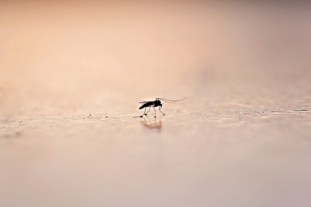 Mosquito