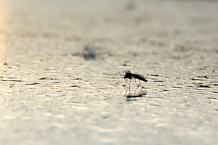 Mosquito