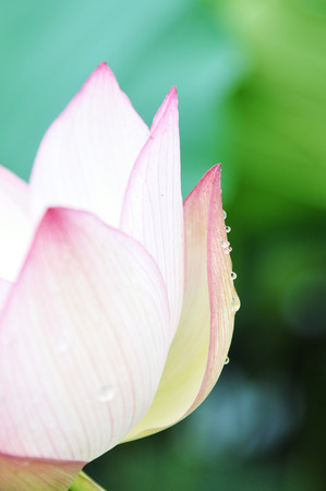 Shizuku went to the Lotus petalの写真素材