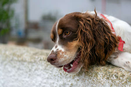 Playful dog portraitの写真素材