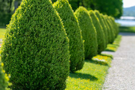 Park green bush in a row