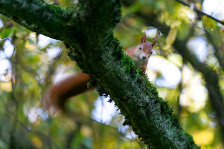 brown squirrel on the tree