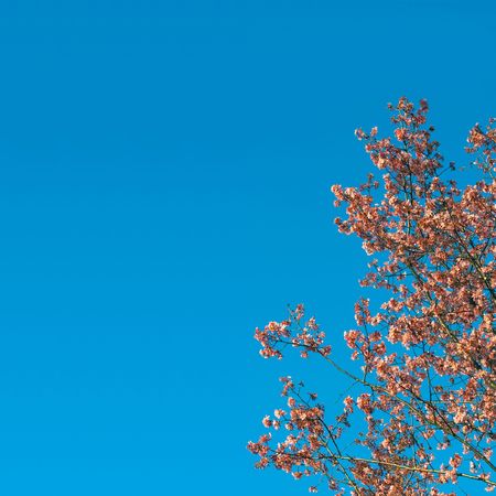 A square area with a blooming cherry tree branch in the corner.の写真素材