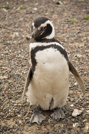 Penguin in the national park of Punta Tombo, Argentinaの写真素材