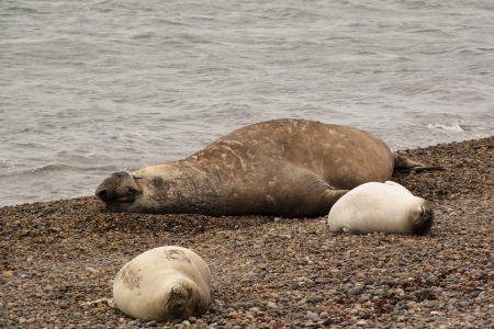 Sea elefants on a beach in Punta Nimfes, Argentinaの写真素材