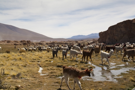 Lamas in the Andean highlands in Boliviaの写真素材
