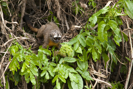 Owl monkey in the Amazon rain forestの写真素材