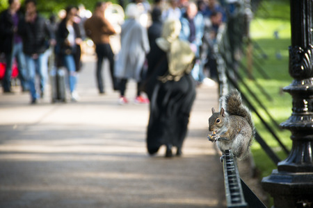 One of the squirrels of Hyde Park in the center of London, the capital of the United Kingdomの写真素材