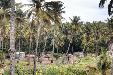 African village with typical straw huts between palm trees in Praia do Tofo in Inhambane, Mozambiqueの写真素材