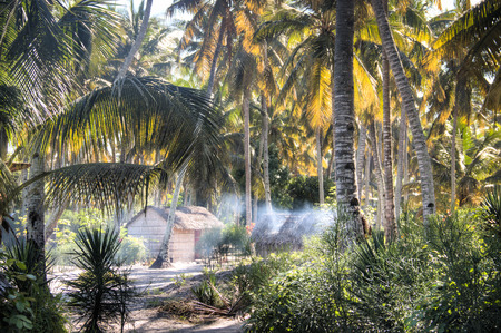 African village with typical straw huts between palm trees in Praia do Tofo in Inhambane, Mozambiqueの写真素材