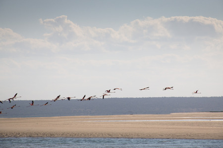 Flamingos at the coast of a small island near Barra and Praia do Tofo in Inhambane, Mozambiqueの写真素材