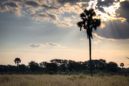 Sunset over the National Park Gorongosa in the center of Mozambiqueの写真素材