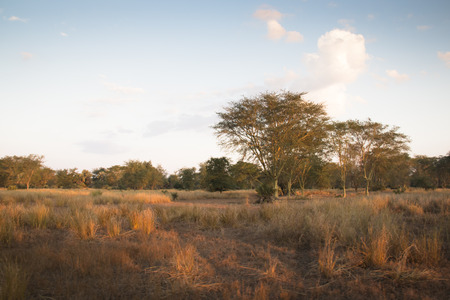 View over the savanna in the National Park Gorongosa in the center of Mozambiqueの写真素材