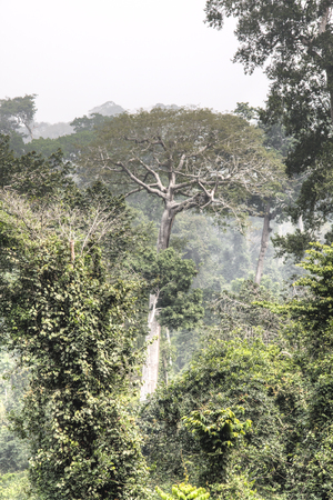 View over the rain forest in Kakum national park, near Cape Coast in Ghanaのeditorial素材