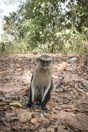 Mona monkey in the town of Tafi Atome where they are worshipped by the villagers in the Volta Region...