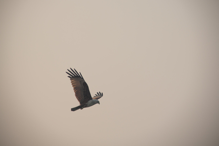 A Brahminy Kite eagle in Sundarbans national park in Bangladeshの写真素材
