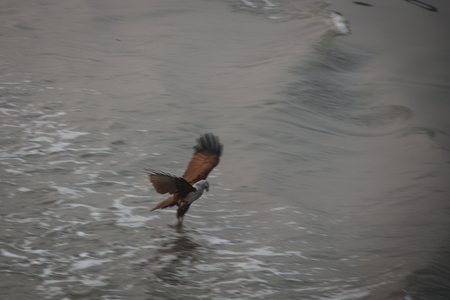 A Brahminy Kite eagle in Sundarbans national park in Bangladesh