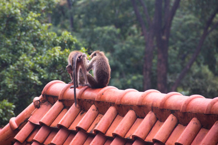 Macaques are the most common type of monkeys that can be found around the temples in Dambulla in Sri Lankaの写真素材