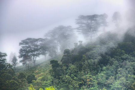 The area of the Knuckles mountains around Kandy in Sri Lanka provide spectacular views with beautiful tea plantationsの写真素材