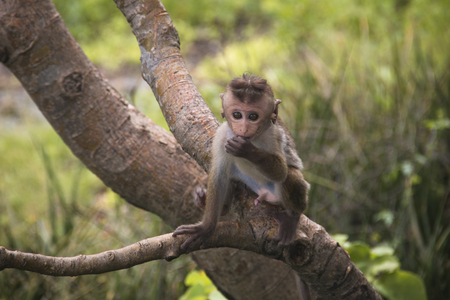 Macaques are the most common type of monkeys that can be found around the temples in Dambulla in Sri...