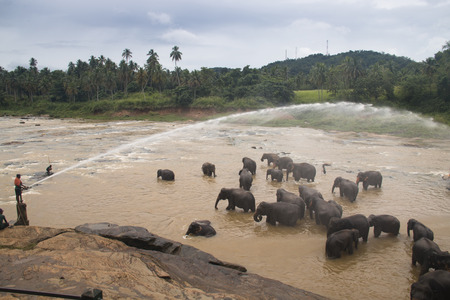 PINNAWALA, SRI LANKA - DECEMBER 2017: Elephants at the Pinnawala Elephant orphenage near Kandy in Sri Lankaのeditorial素材