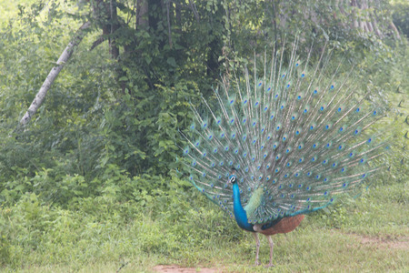 A male peacock in Udawalawe National Park in the south of Sri Lankaの写真素材