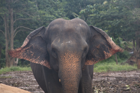 Elephants at the Pinnawala Elephant orphenage near Kandy in Sri Lankaの写真素材