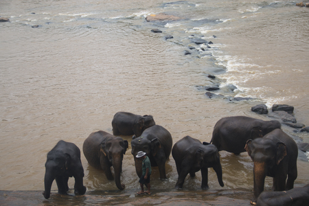 PINNAWALA, SRI LANKA - DECEMBER 2017: Elephants at the Pinnawala Elephant orphenage near Kandy in Sri Lankaのeditorial素材
