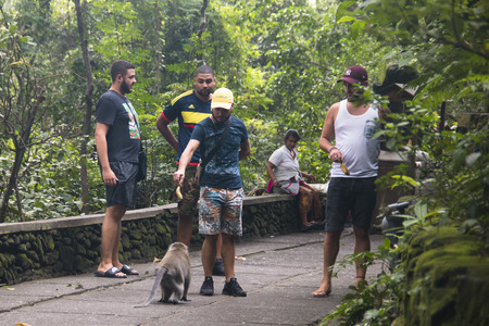 UBUD, BALI - JANUARY 2018: The monkey sanctuary is one of the most famous tourist spots in Ubud on...