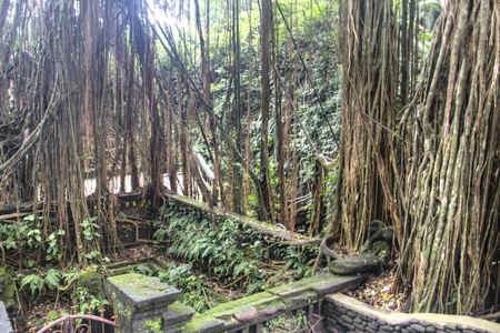 The monkey sanctuary is one of the most famous tourist spots in Ubud on Bali, Indonesiaの写真素材