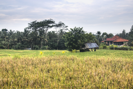 Landscape with many rice fields near the town Ubud on Bali, Indonesiaの写真素材