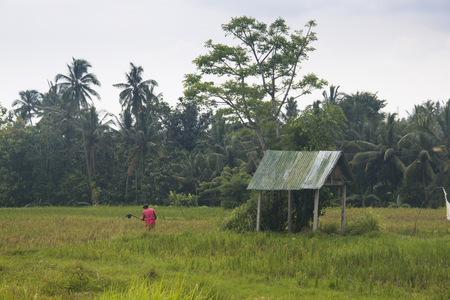 UBUD, BALI - JANUARY 2018: Landscape with many rice fields near the town Ubud on Bali, Indonesiaの写真素材