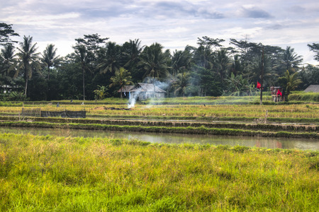 Landscape with many rice fields near the town Ubud on Bali, Indonesiaの写真素材
