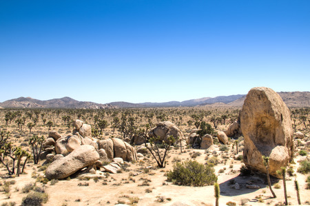 Joshua Tree National Park with its typical trees and rock formations near Palm Springs in the California desert in the USAの写真素材