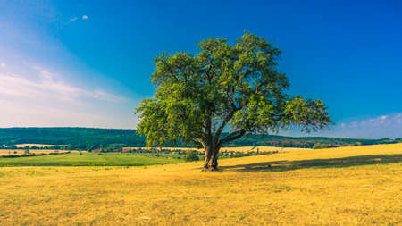 Lonely tree on field