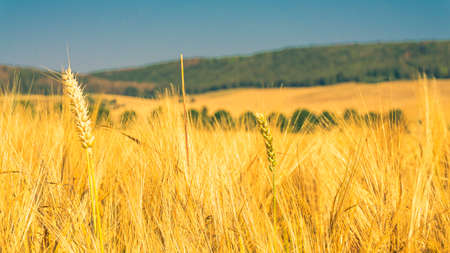 Close up of grain