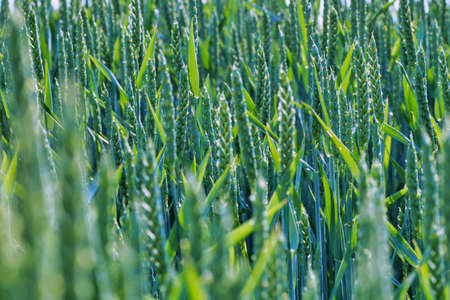 wheat crops in the fieldsの写真素材