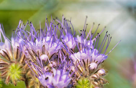 close up of a bee on a flowerの写真素材