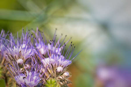 close up of a bee on a flowerの写真素材
