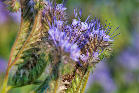 close up of a bee on a flowerの写真素材