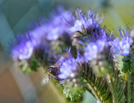closeup of a bee on a flower at the fieldsの写真素材