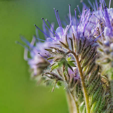 closeup of a flower at the fieldsの写真素材