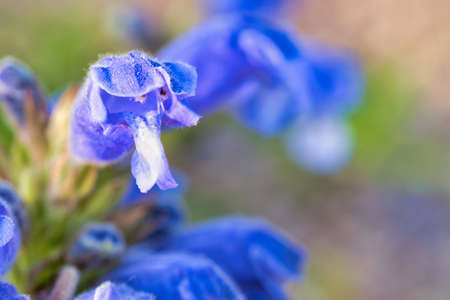 beautiful flower in the fields in the countrysideの写真素材