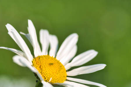 beautiful flower in the fields in the countrysideの写真素材
