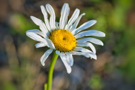 beautiful flower in the fields in the countrysideの写真素材