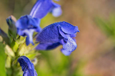 beautiful flower in the countrysideの写真素材